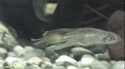 Danio lamparcie