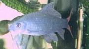 Obrazek Labeo Bicolor