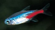 Obrazek Neona